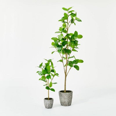  Banyan Tree Potted - Threshold™ Designed With Studio McGee